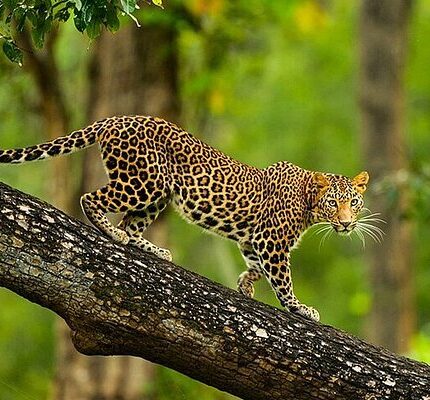 Ooty Tour Package 5 Days from Belgaum