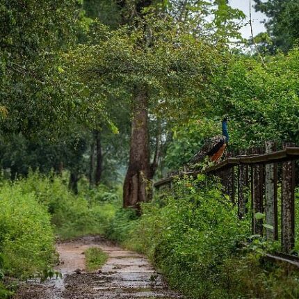 coorg mysore kabini nagarhole tour package 5 days