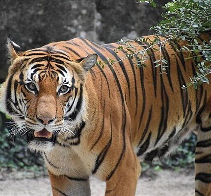 Ooty Coonoor Kotagiri Mysore Bandipur Tour Package from Hyderabad 6 Days