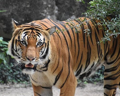 Ooty Coonoor Kotagiri Mysore Bandipur Tour Package from Hyderabad 6 Days Ooty Coonoor Kotagiri Mysore Bandipur Tour Package from Hyderabad 6 Days