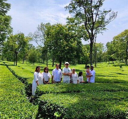 palampur tea gardens baijnath kangra tour package 5 days