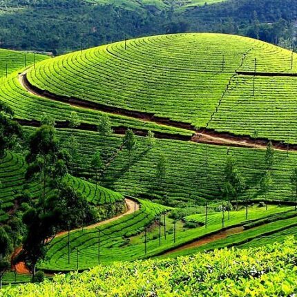 Ooty Government Tea Museum Tea Gardens Coonoor Sim’s Park Tour Package 3 Days