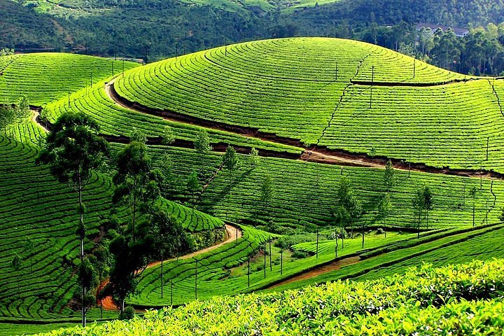 Ooty Government Tea Museum Tea Gardens Coonoor Sim’s Park Tour Package 3 Days Ooty Government Tea Museum Tea Gardens Coonoor Sim’s Park Tour Package 3 Days