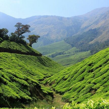 Ooty Coonoor Kotagiri Kodapmund View Point Tea Gardens Tour Package 4 Days