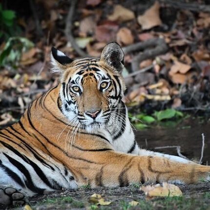 Ranthambore Jaipur Tour Package from Delhi