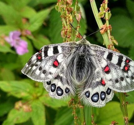 Badrinath Auli Valley of Flowers Hemkund Sahib tour package 7 days