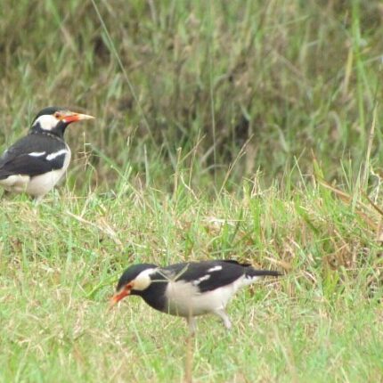 Kondakarla Ava Tour Package 2 Days Best Price