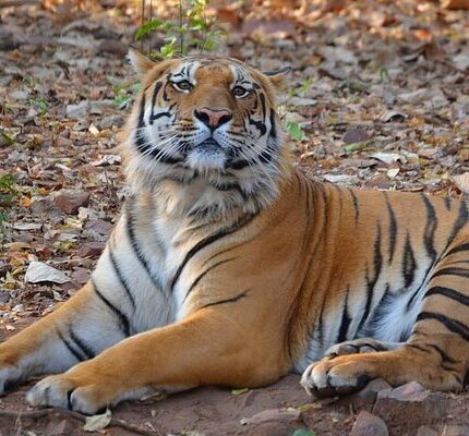 Pench Kanha Seoni Tour Package 5 Days