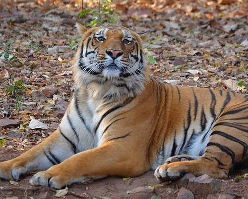 Pench Kanha Seoni Tour Package 5 Days Pench Kanha Seoni Tour Package 5 Days