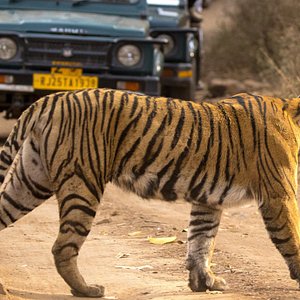 Jaipur Ranthambore Tour Package 4 Days