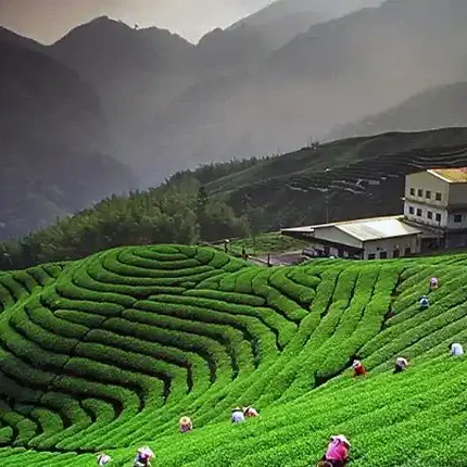 Ranikhet Jageshwar Tour Package 3 Days