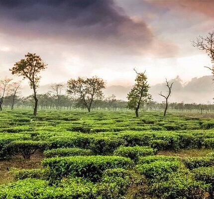 Kasauli Chail Tour Package from Delhi