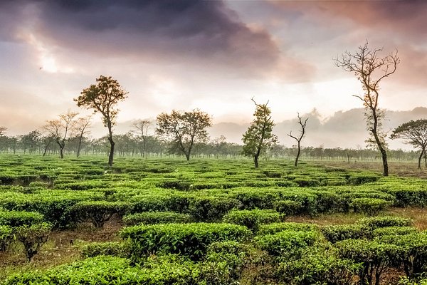 Kasauli Chail Tour Package from Delhi Kasauli Chail Tour Package from Delhi