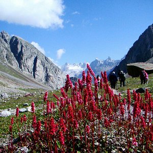 tirthan valley jalori pass serolsar lake shoja gushaini tour package 6 days