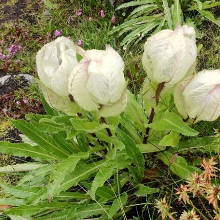 Badrinath Auli Valley of Flowers tour package 7 days