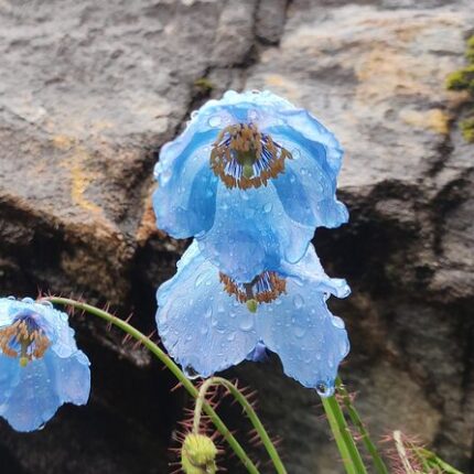 Badrinath Auli Valley of Flowers Hemkund Sahib tour package 8 days
