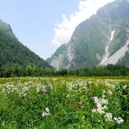 Joshimath Auli Valley of Flowers Hemkund Sahib Badrinath tour package 8 days