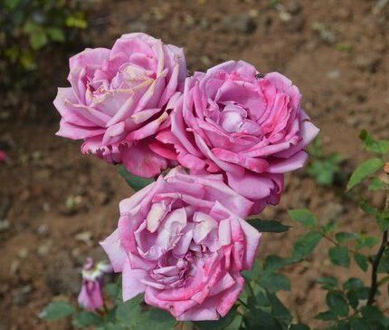 Ooty Tour Package 5 Days from Gurgaon