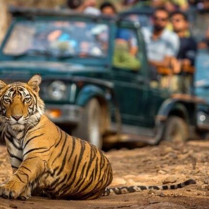 Jaipur Ranthambore Tour Package from Delhi
