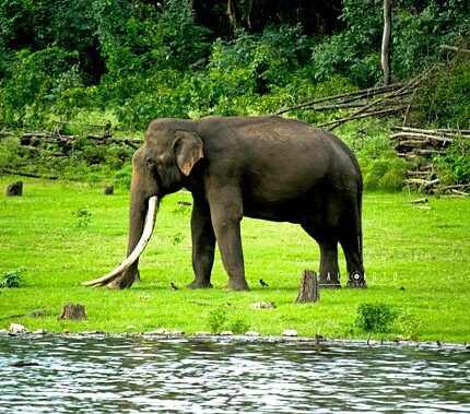 coorg kabini tour package 3 days