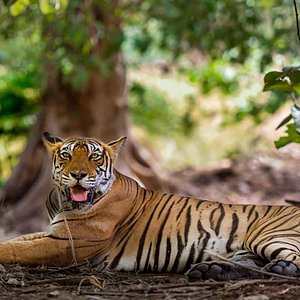 Bhedaghat Bandhavgarh Mandla Tour Package 3 Days