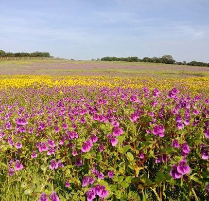 Kaas Plateau Tour Package 2 Days