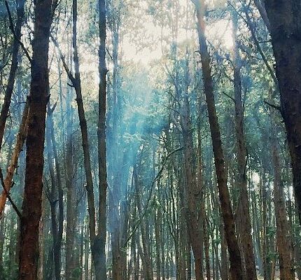 Kodaikanal Tour Package from Varanasi 5 Days