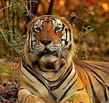 Mandla Tour Package 2 Days