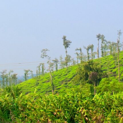 Ooty Tour Package 5 Days from Faridabad