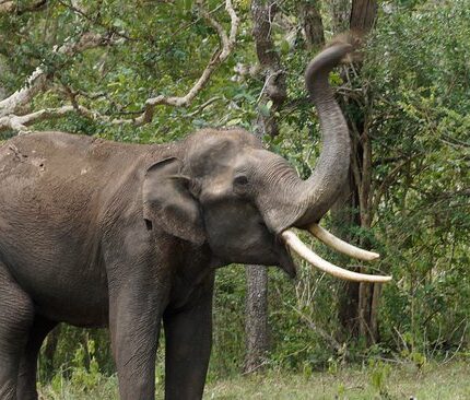 Ooty Coonoor Kotagiri Mudumalai National Park Tour Package 5 Days