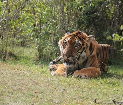 Mudumalai Tour Package 2 Days