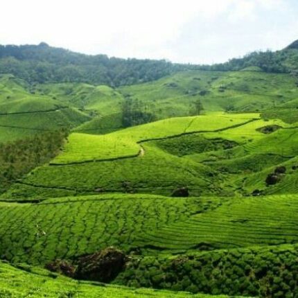 Munnar Tour Package 2 Days