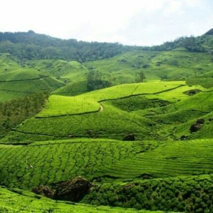 Kodaikanal Palani Murugan Temple Pollachi Munnar Tour Package 6 Days