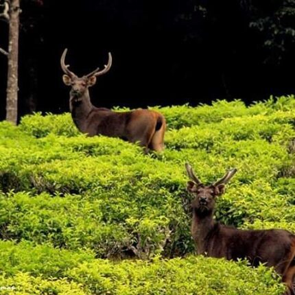 Ooty Tour Package 5 Days from Jabalpur