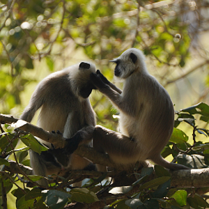 Sanjay Dubri National Park Tour Package 2 Days