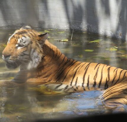 Tyavarekoppa Tour Package 2 Days