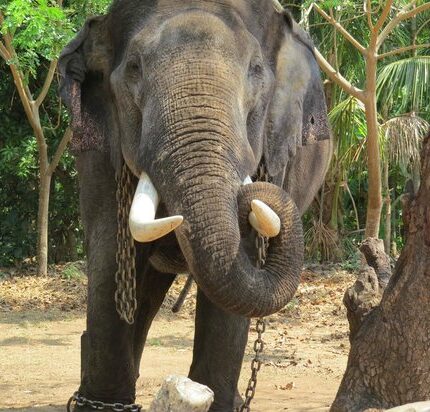 Sakrebailu Tour Package 2 Days