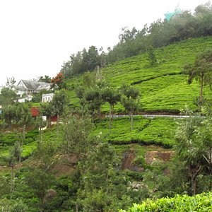 Ooty Coonoor Dolphin’s Nose Lamb’s Rock Tea Gardens Tour Package 4 Days