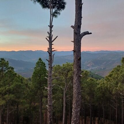 Almora Binsar Tour Package 3 Days