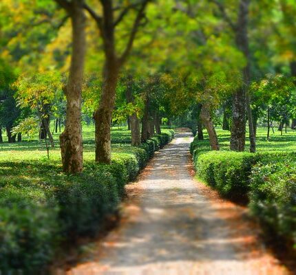 palampur andretta baijnath kangra masroor jawalamukhi tour package 7 days